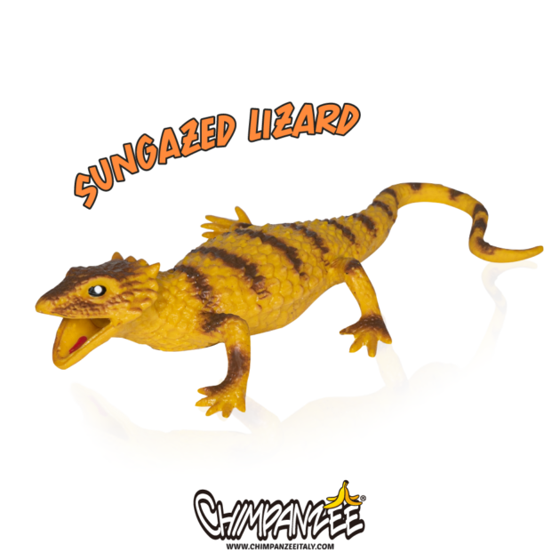 sungazed lizard